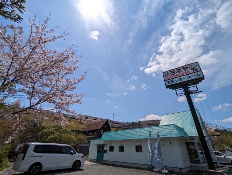 奈良の外壁塗装・屋根塗装は実績No.1安心のヨネヤの奈良市の生駒店の桜
