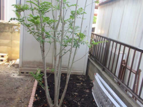 奈良県橿原市光陽町T様邸　植栽撤去工事